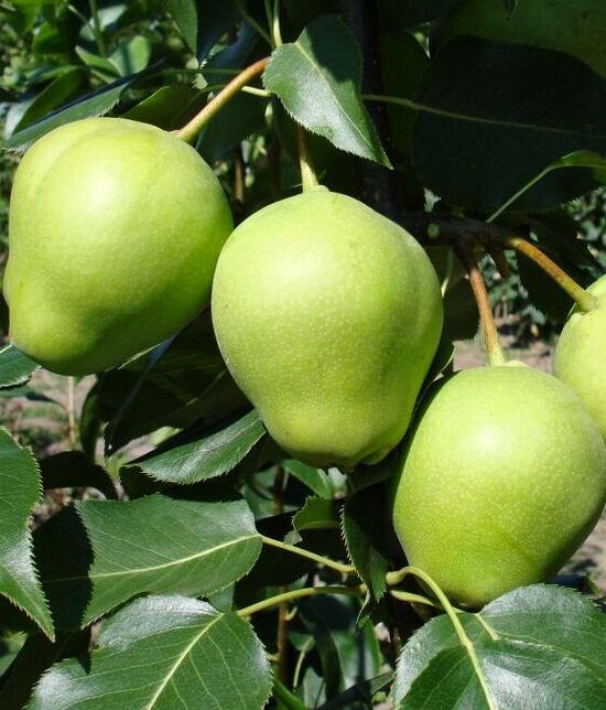 Azijietiška kriaušė "EARLY SHU"